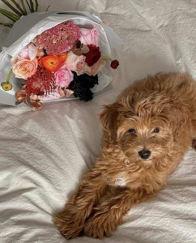 Pet-Frendly Bouquets
